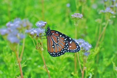 Monarch butterfly photos: adjusted
